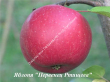 Яблоня Первенец Ртищева